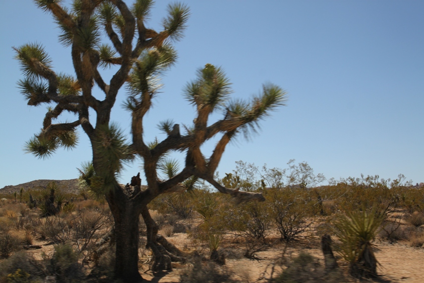 Joshua Tree